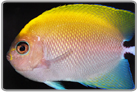 Swallowtail Angelfish